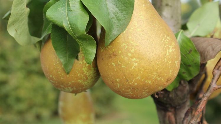 Die erwartete Erntemenge beträgt rund 210 Tonnen Birnen. Bild: GABOT.