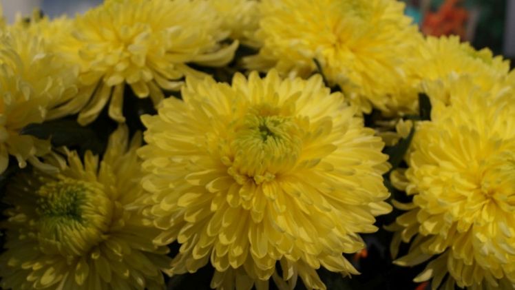 Die Universität Rostock öffnet die Loki-Schmidt-Gewächshäuser wieder für den öffentlichen Besucherverkehr. Bild: GABOT.