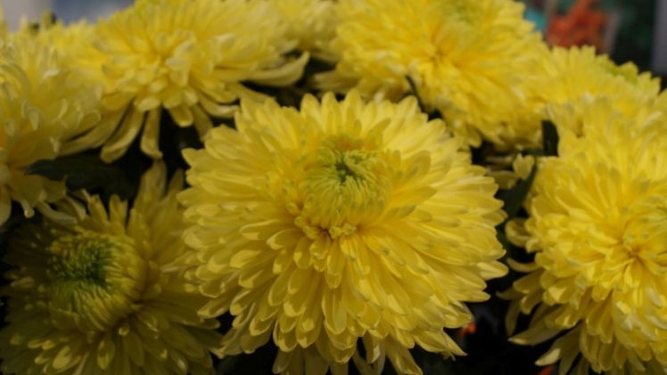 DecoNova Young Plants B.V. in Roelofarendsveen ist zahlungsunfähig. Bild: GABOT.