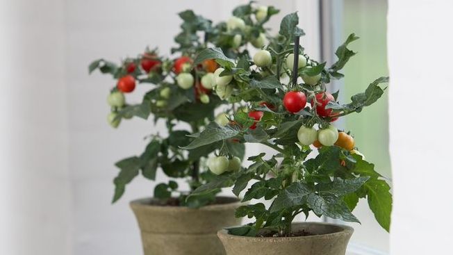 PanAmerican Seed® ist erfreut bekannt zu geben, dass es das Kitchen Minis®-Programm von Dalina Genetics gekauft hat. Bild: PanAmerican Seed®.