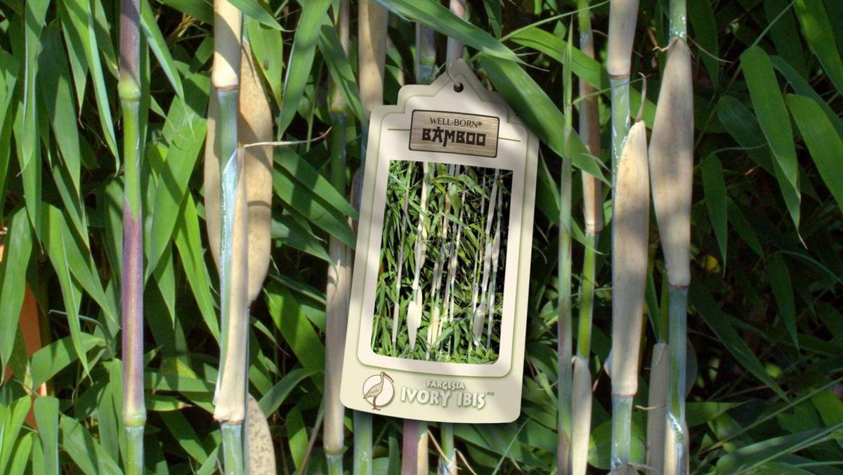 Poplawski: Well-Born-Bamboo-Africa | Gabot.de