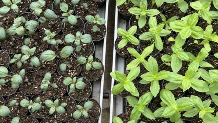 Pflanzenzucht ganz ohne Torf: Auf 1.600 m2 werden in der Stadtgärtnerei Kempten jährlich ca. 140.000 Pflanzen für Freilandflächen vorgezogen. Bild: FNR/Papenfuss.