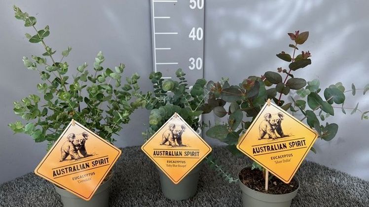 Pellens hat als ganz neue Kultur Eukalyptus im Programm. Bild: Pellens Hortensien.