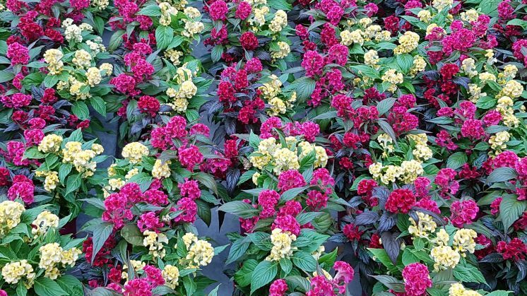 Beet- und Balkonpflanzen sowie Stauden bleiben das wichtigste Segment für den deutschen Zierpflanzenbau. Bild: GABOT.