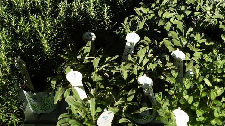 Kräuter sind zum österreichischen Vatertag ein angesagter Artikel. Bild: GABOT.