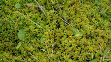 Torfmoosanbau im Hankhauser Moor. Bild: GABOT. Torfmoosanbau im Hankhauser Moor. Bild: GABOT.