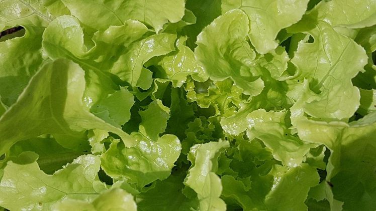 Bei Salaten ist eine gleichmäßige, wenn auch hitzebedingt kleinere Ernte zu erwarten. Bild: GABOT.