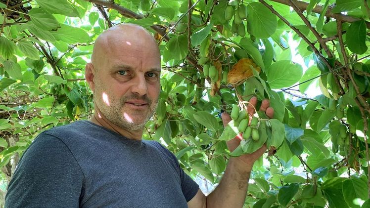 Andreas Eberle in seiner Plantage. Bild: rbo / lid.ch.