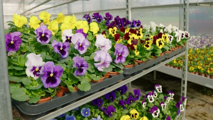 Die neue Delta Pro-Serie von Syngenta Flowers. Bild: Syngenta.