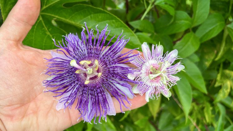 Die genetische Variabilität von P. incarnata ist augenfällig. Bild: Lubera.
