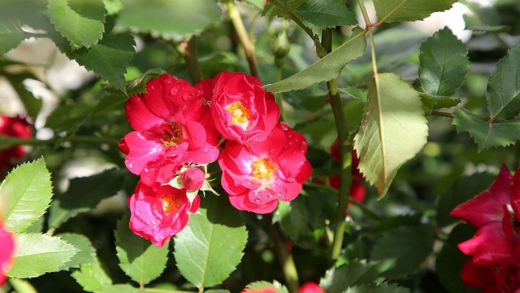 Naturosa®-Rosen passen sehr gut in das moderne Gartenkonzept. Bild: Meer Plant.