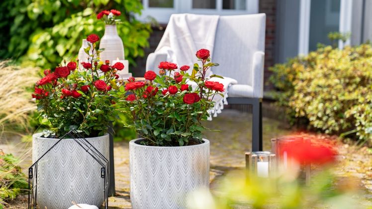 Die Rose 'Shades of Red' passt in jede Gartengestaltung. Bild: Heinje.
