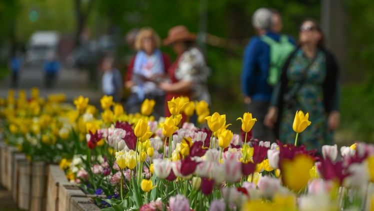 Im Frühjahr verzauberten viele bunte üppige Tulpen die Gäste der Landesgartenschau Neuss. Foto: LAGA Neuss 2026 GmbH & Markus van Offern. 