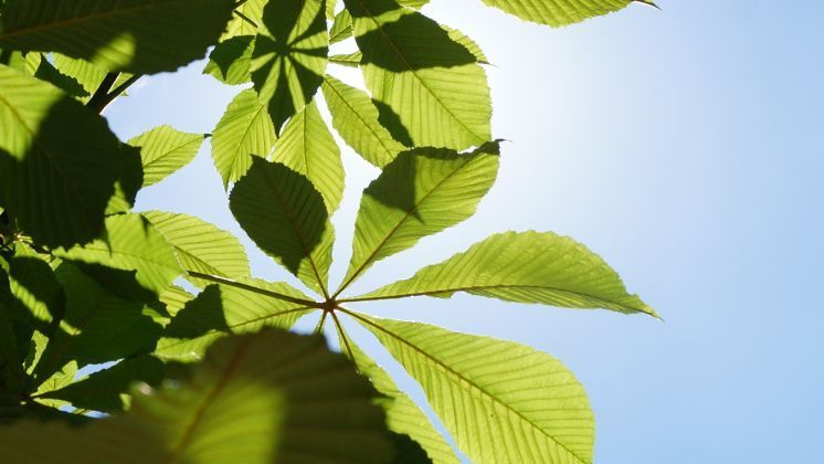 Im Mittelpunkt des sechsten Briefings stand die Rolle von Schulhöfen als transformative Räume. Bild: GABOT.