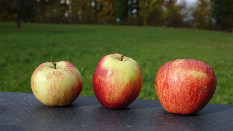 Beeriäpfel sind klein, kugel- bis kegelförmig und von grüngelber Grund- und rot bis dunkelroter Deckfarbe. Bild: Fructus.