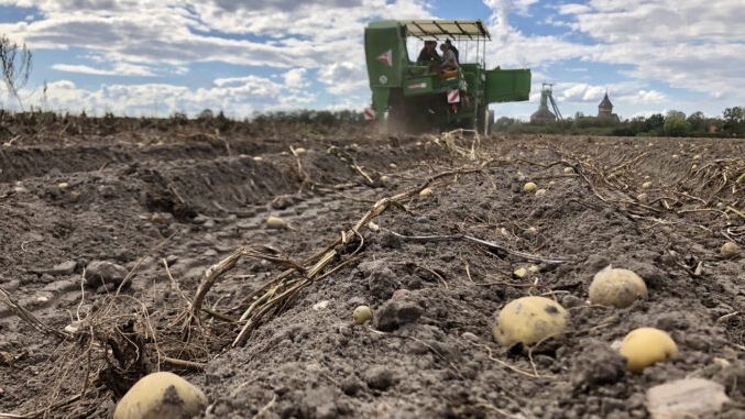 Niedersächsische Kartoffeln besitzen eine hervorragende Qualität Bild: Landvolk Niedersachsen.