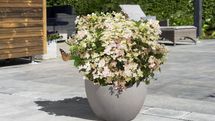 Die Rispenhortensie eignet sich bestens für die Kübelbepflanzung auf der Terrasse oder auf dem Balkon. Bild: Heinje.