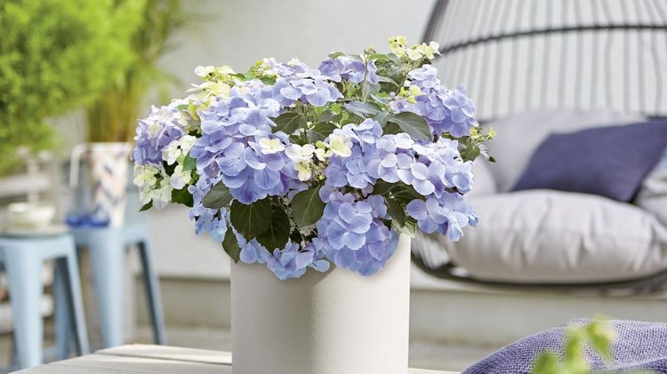 Die Girlanden-Hortensie French Bolero®. Bild: RiPlant. 