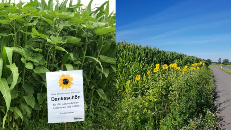 Sonnenblumen als ein Zeichen des Dankes und der Solidarität. Bild: Schweizer Bauernverband.
