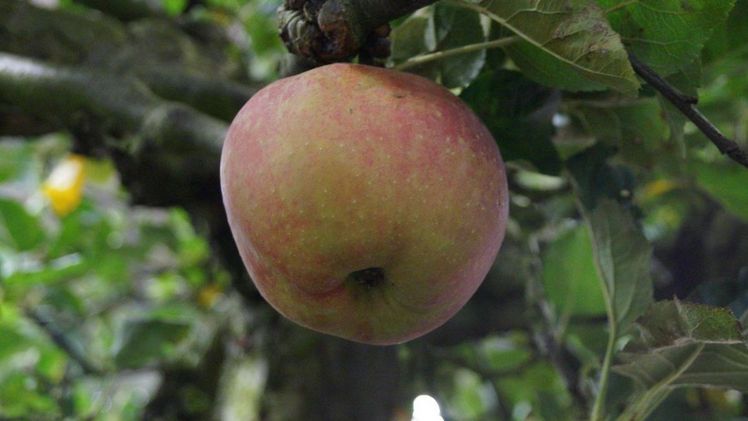 Ein vielfältiges Programm rund um Apfel, Birne und Quitte: Kernobsttag am 13. September 2025. Bild: GABOT.