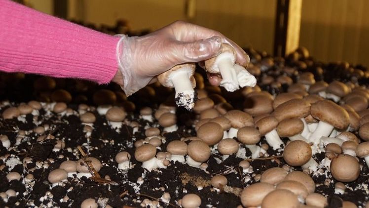 Zum Pflücken werden die Champignons nur leicht mit den Fingern berührt. Bild: lid.