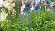 Kräutervielfalt im Garten der Firma Galabau Killat GmbH & Co.KG auf der Bundesgartenschau. Bild: FGL.