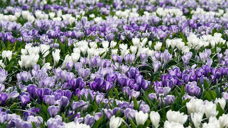 Der Krokus läutet den Frühling ein. Bild: iBulb.