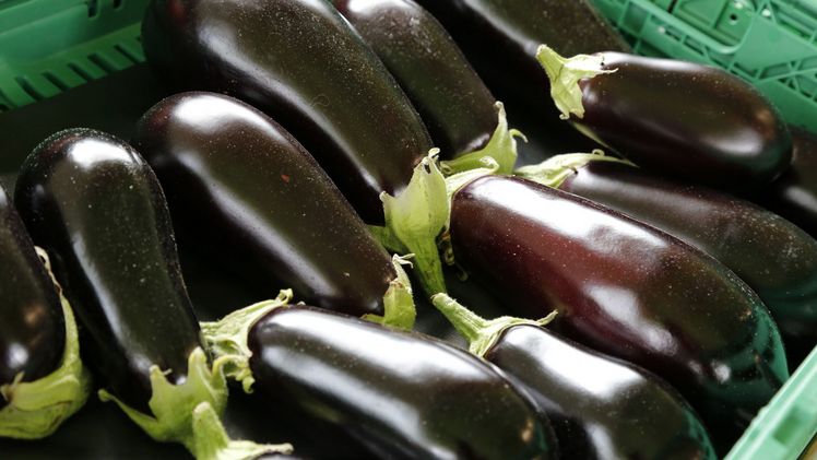 Der Eigengeschmack der Aubergine ist ein wenig bitter – indem man sie aber in Scheiben oder Streifen schneidet und mit Salz bestreut, werden der Aubergine Bitterstoffe und auch Wasser entzogen. Bild: ji.
