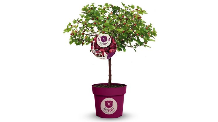 Der Himbeerbaum Raspbeary hat eine außergewöhnliche Form. Bild: Diderk Heinje Baumschulen.