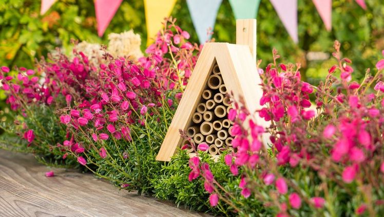 Die Daboecien der Summer Dinner blühen von Juni bis September und versorgen somit auch im Sommer Hummeln, Bienen und anderen Insekten mit nektarreichen Blüten. Bild: Gardengirls.