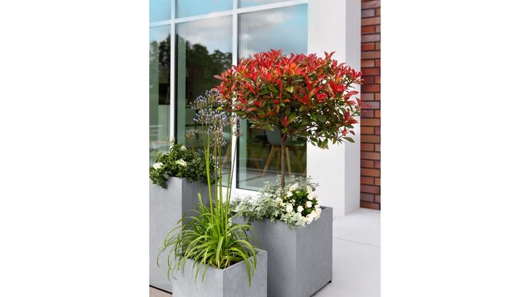 Bringt Farbe auf die Terrasse – Photinia Devil’s Dream®.
