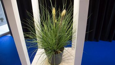 Silber: Cortaderia 'Tiny Pampa' von Planten Stevens vof, Wuustwezel. Bild: Florall.