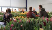 Tulpen Event wurde aufgrund des Corona-Virus abgesagt. Bild: Tulip Trade Event.