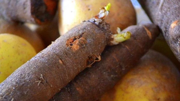 Schwarzwurzel enthält wichtige Mineralstoffe und Vitamine und ist leicht verdaulich. Die Schwarzwurzel spielt eine wichtige Rolle in der Konservenindustrie und wird als Gemüse ähnlich wie Spargeln zubereitet. Bild: pd. 