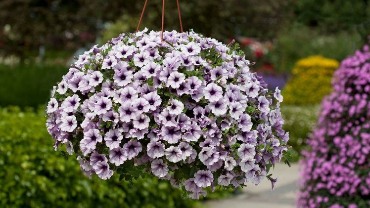 Der Erfolg von Surfinia® ist nicht nur auf die Qualität des Produkts zurückzuführen, sondern vor allem auf die Menschen, die daran geglaubt haben. Bild: MNP / Suntory.