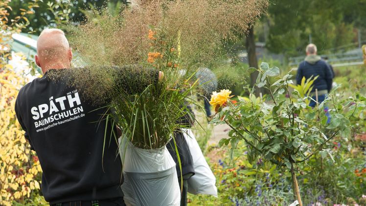 Pflanzen für Garten, Terrasse und Balkon. Bild: Späth’sche Baumschulen.