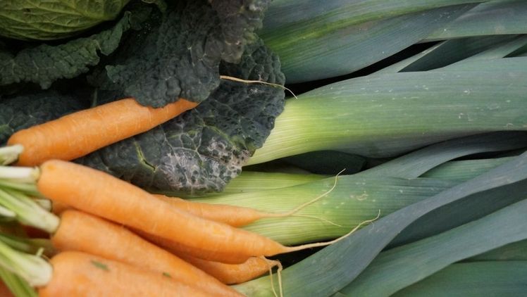 Durch den Wegfall von mehreren wichtigen Wirkstoffen in den kommenden Jahren ergeben sich immer mehr Lücken im Gemüsebau. Bild: GABOT.