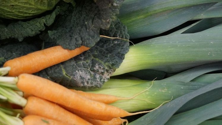 Der ZVG sieht den Gemüseanbau in Deutschland gefährdet. Bild: GABOT.