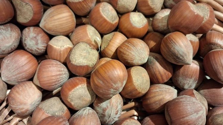 Durch diese Tagung soll aufgezeigt werden, wie der moderne Anbau von Haselnüssen in Deutschland gelingen kann. Bild: GABOT.