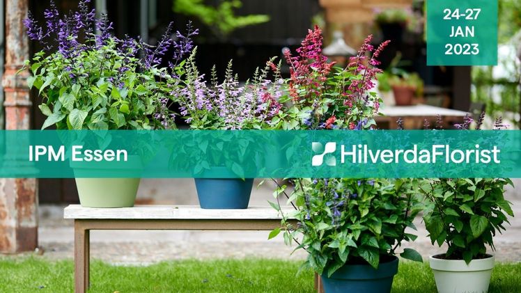 HilverdaFlorist ist auf der IPM ESSEN 2023 in Halle 2, Stand 2C18. Bild: HilverdaFlorist.