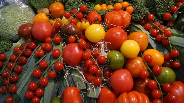 Das Tomato brown rugose fruit virus befällt Tomatenpflanzen und -früchte. Bild: GABOT. 