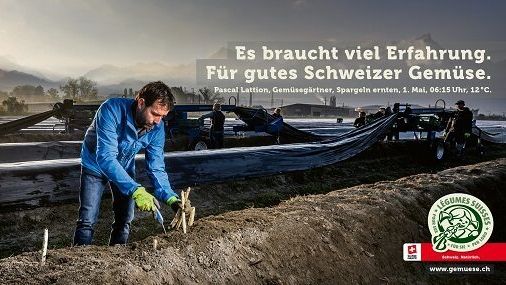 Die SpargelproduzentInnen freuen sich über den gelungenen Saisonstart. Bild: Verband Schweizer Gemüseproduzenten.