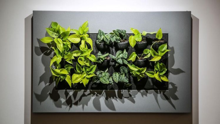 Wie bei Gemälden auch, umgibt die grünen Kunstwerke ein Rahmen, der eine entscheidende Funktion erfüllt: Denn als unscheinbarer Flüssigkeitsbehälter versorgt er die Pflanzen mit Wasser. Bild: © LWG Veitshöchheim.