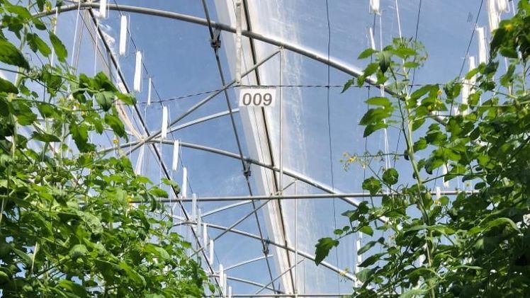 Arrigoni bietet innovative Agrotextilien für eine bessere Klimaregulierung und eine gesündere und sicherere Lebensmittelproduktion sowie andere Outdoor-Textilien für technische und/oder ökologische Anwendungen. Bild: Arrigoni. Arrigoni bietet innovative Agrotextilien für eine bessere Klimaregulierung und eine gesündere und sicherere Lebensmittelproduktion sowie andere Outdoor-Textilien für technische und/oder ökologische Anwendungen. Bild: Arrigoni.