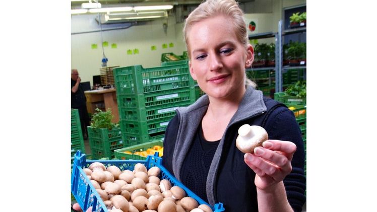 Frische Champignons aus der Region sind ein perfektes Beispiel für sorgfältige Handarbeit: Ein sensibles Zusammenspiel aus Klima, Hygiene und Timing lässt den beliebtesten Speisepilz in Deutschland heranwachsen – aromatisch, nährstoffreich und voller Geschmack. Bild: GMH/BDC.