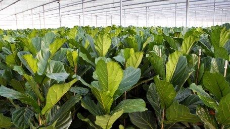 Die Durchsetzung des Pflanzenpasses für Topfgrößen ≥ 10 cm startet ab 1. Januar 2021. Bild: Royal FloraHolland. 