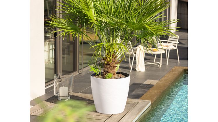 Classico Color jetzt in neuer Größe 50. Bild: Lechuza.