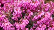 Erica carnea bei Renke zur Mühlen. Bild: Renke zur Mühlen Pflanzen.