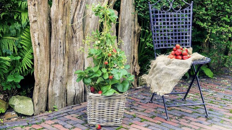 Ländlichen Charme bringt die 4-Monats-Erdbeere Lucky Berry®. Bild: Lucky Berry®.