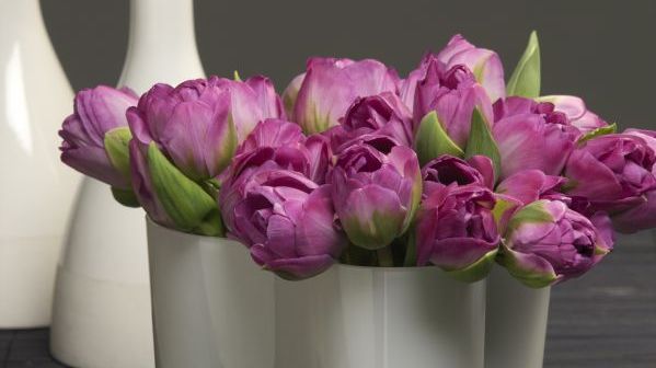 Einige Gefüllte Tulpen haben tatsächlich eine große Ähnlichkeit mit Pfingstrosen. Foto: TPN/ibulb.